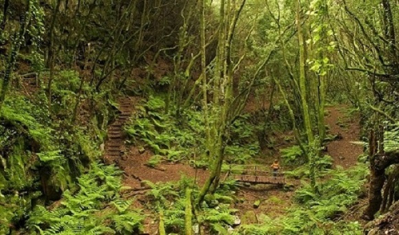 BosqueLaPalma