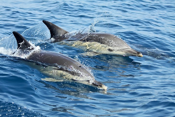 Golfinhos-Lisboa (foto TripAdvisor)