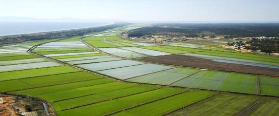 Arrozales de Alcácer do Sal (setubalanse)