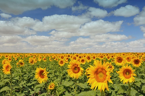 Campos de girasoles de Ervidel