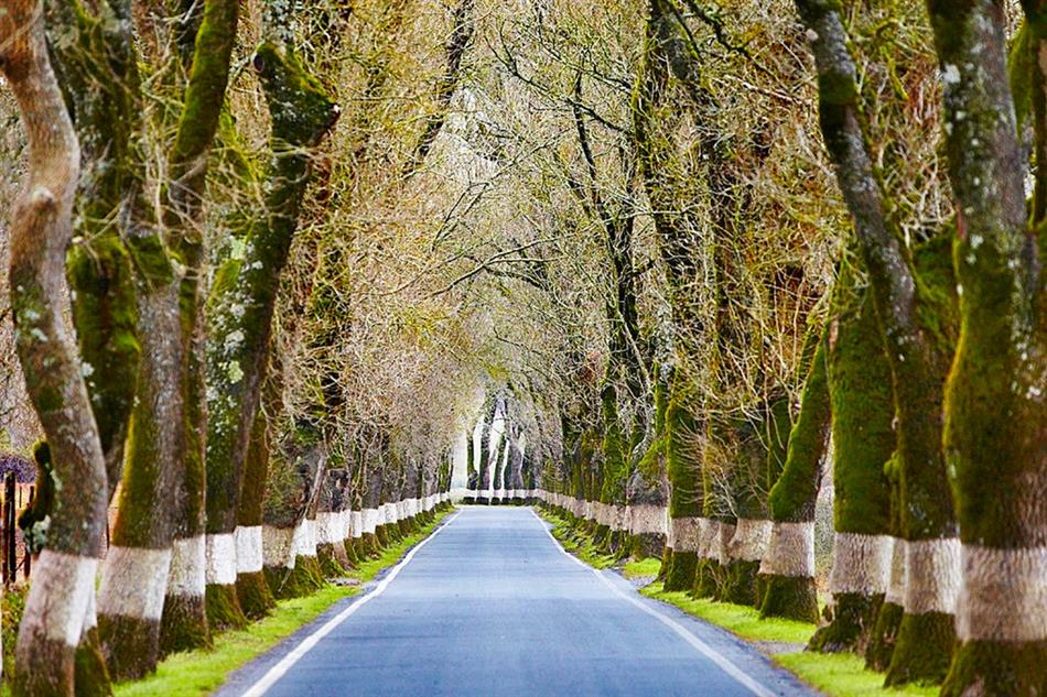 Estrada entre Marvão e Castelo de Vide (SAPO)