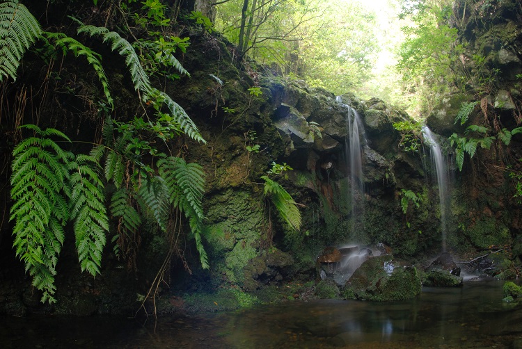 Floresta Laurissilva - crédito Turismo da Madeira