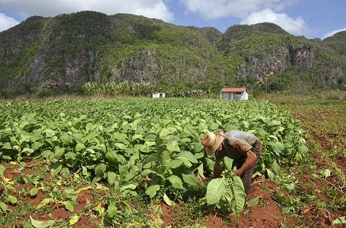 Viñales, tabaco