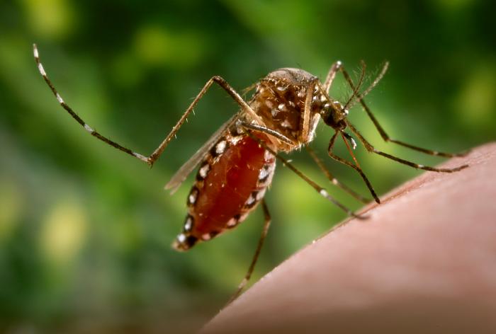 Zika está sendo transmitido localmente nas Bahamas