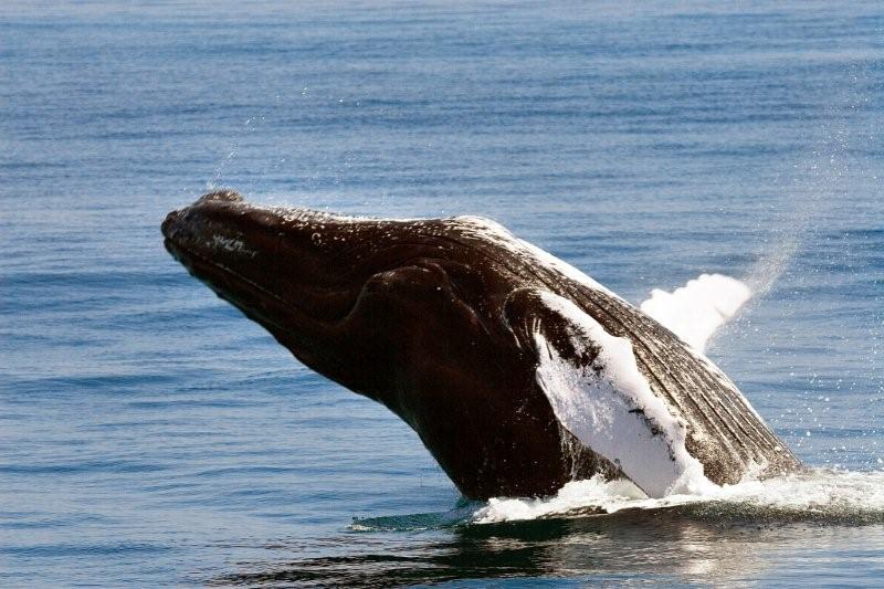 Temporada das baleias jubarte na República Dominicana
