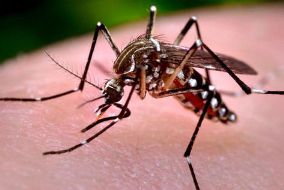 Fundação de Vigilância em Saúde confirma primeiro caso da febre chikungunya em amazonense
