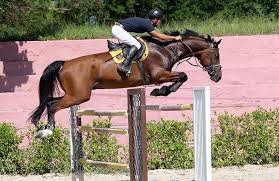 Volta o arremate de cavalos de salto em Cuba