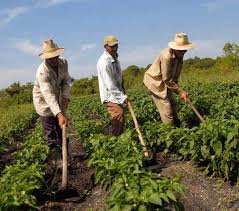 Empresários dos EUA. mostram interesse pela agricultura cubana