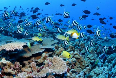 Promove Cuba cooperação mundial para cuidar os oceanos