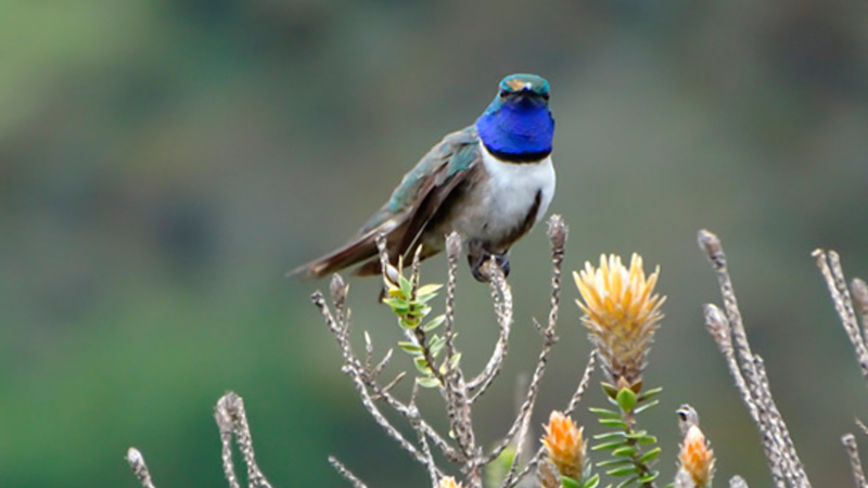 Descobrem um novo colibri em Equador que corre o risco de desaparecer