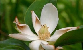 Magnolias muito próximo da paisagem cubana