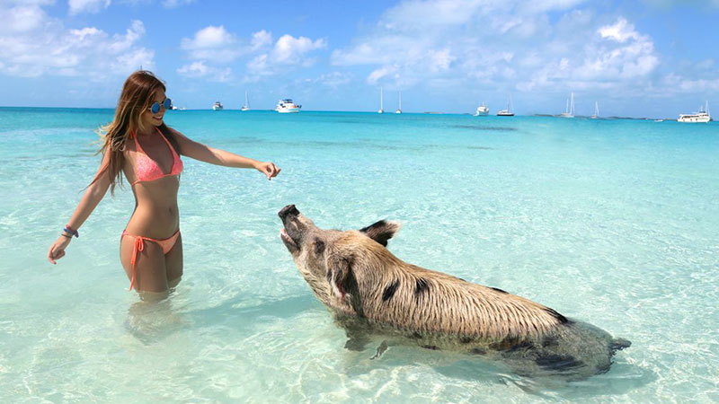 Banho com porcos, paradoxo em Bahamas