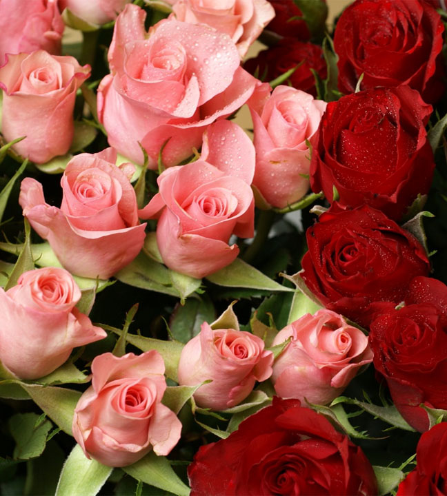 Proexport recebe turistas com flores