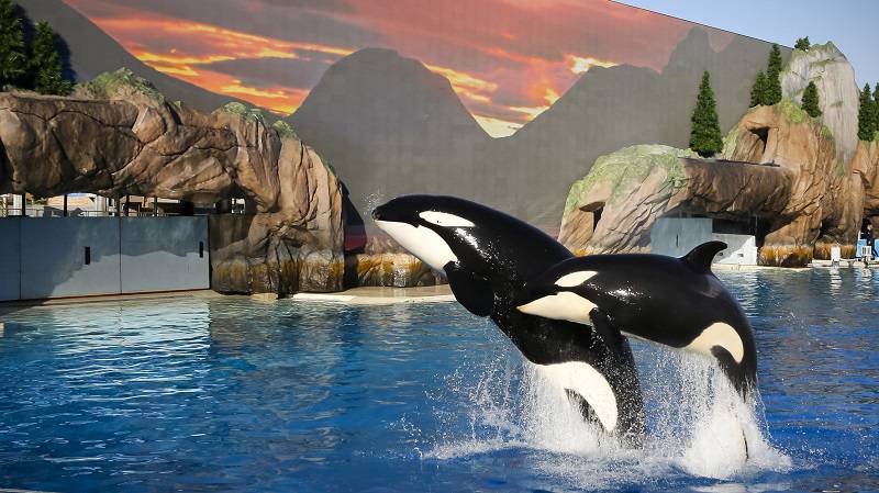 Novas estelas em SeaWorld San Diego