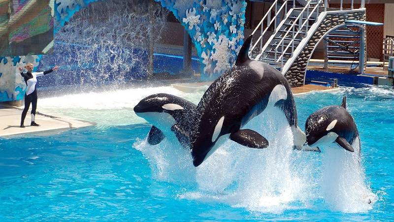 Sea World mostra os carrinhos de suas novas atrações