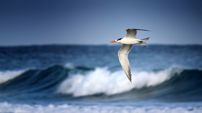 Festival de Aves Migratórias acrescentará atrativos a península cubana