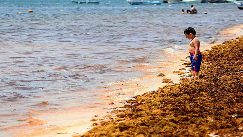 Do turquesa ao marrom: Algas invadem praias do Caribe mexicano