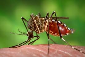  OMS: casos de infecção por Zika podem crescer na Europa
